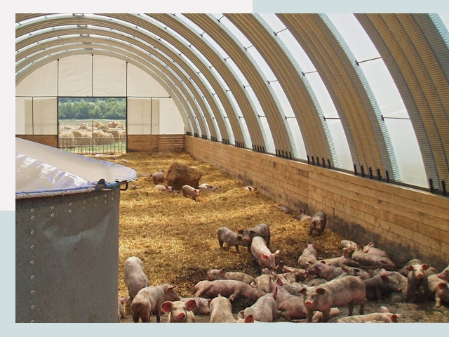 Строительство свинарников в Брянске